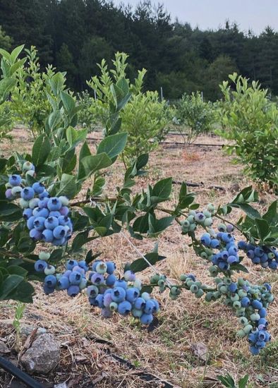 yaban mersini organik taze