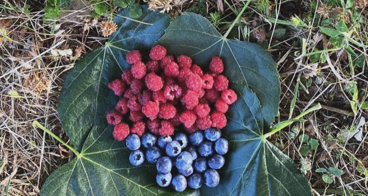 hakkımızda blueberry