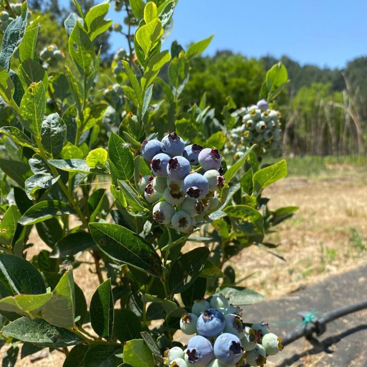 yaban mersini bahçe